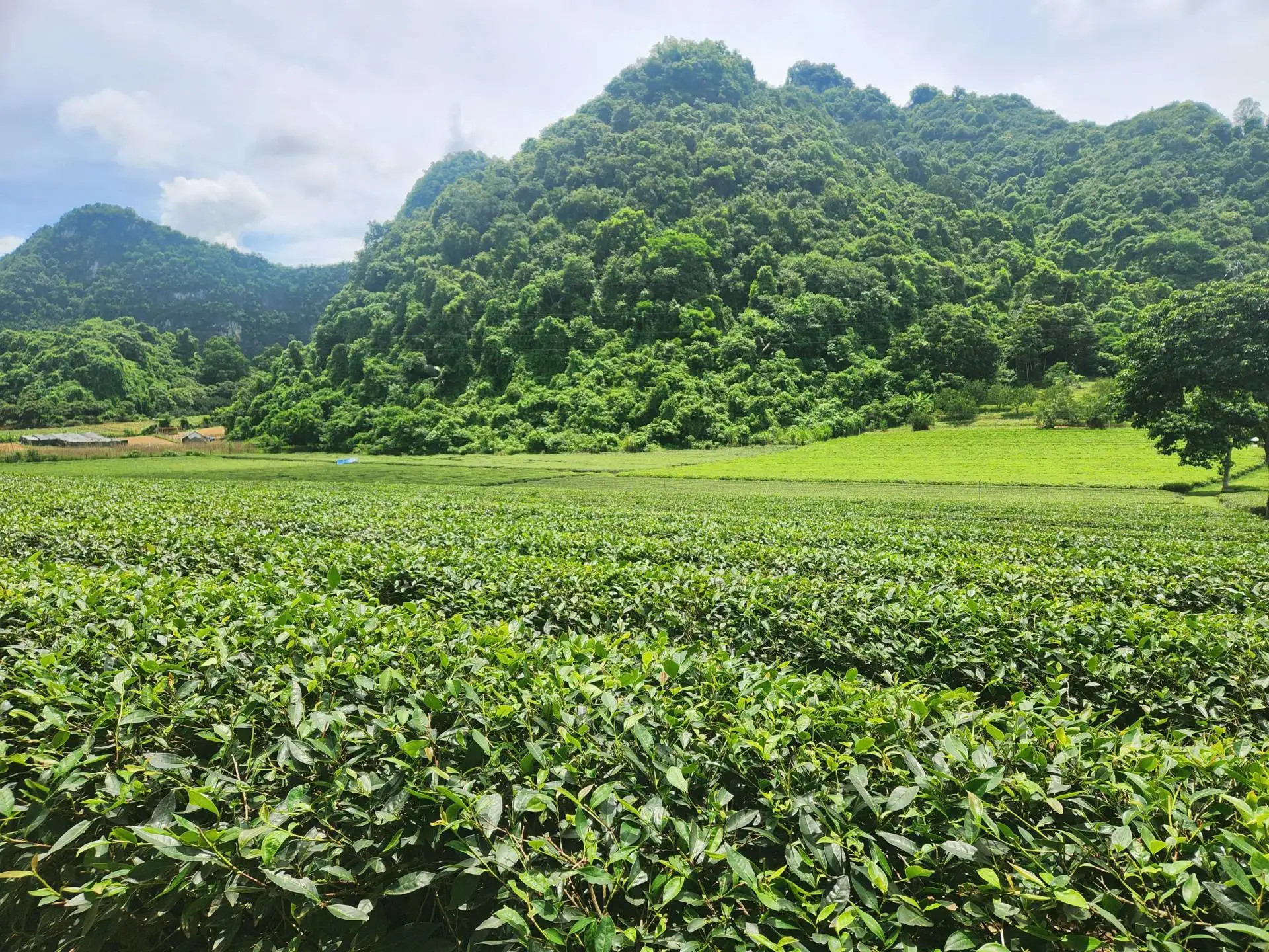 Nghệ An: Nâng “chất” nông thôn mới từ phát triển sản phẩm OCOP