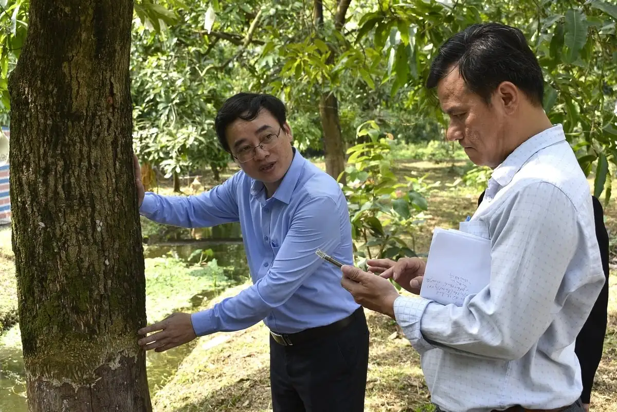 Nhiều giải pháp kỹ thuật nâng cao hiệu quả sản xuất xoài cát Hòa Lộc