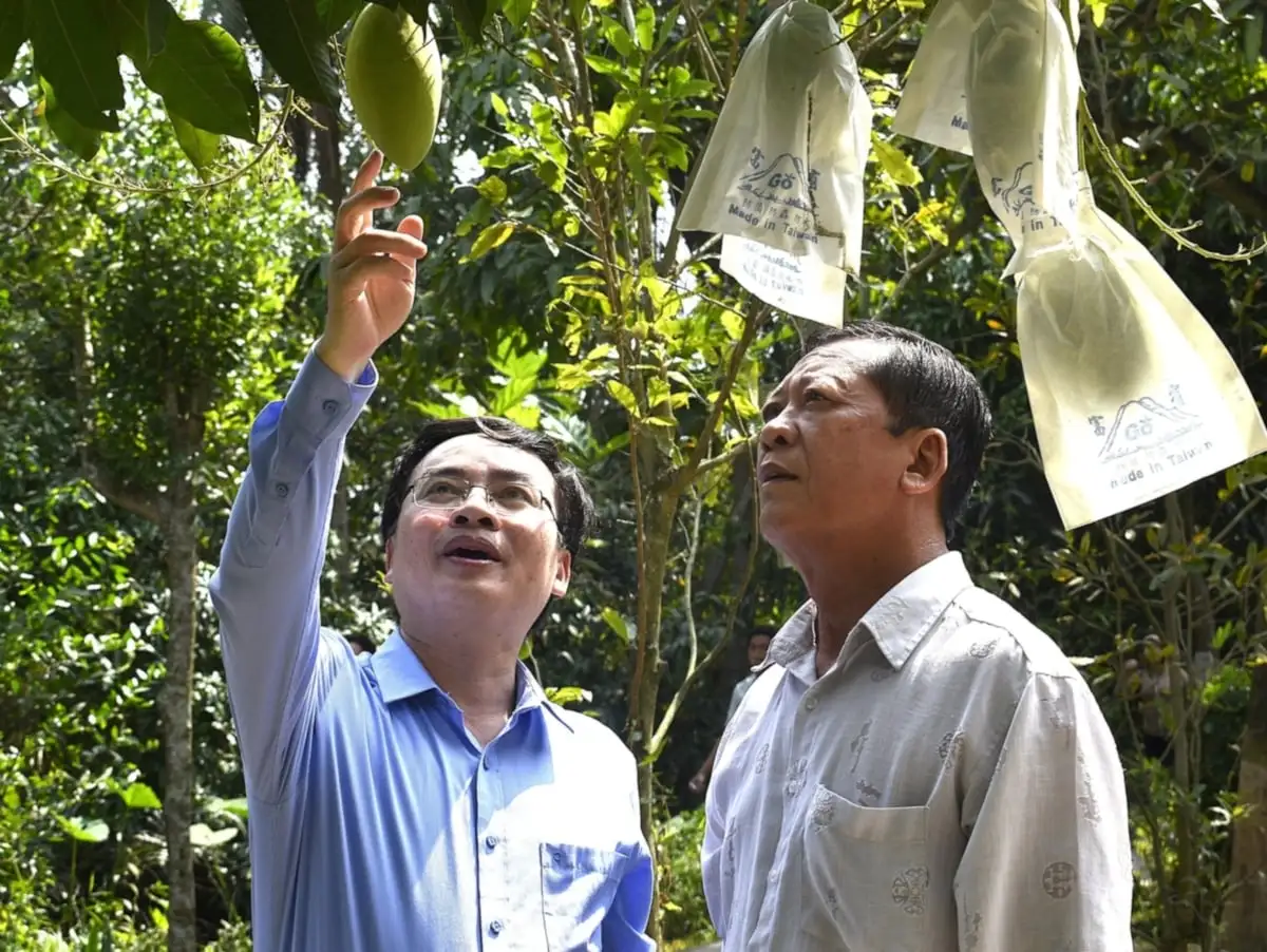 Nhiều giải pháp kỹ thuật nâng cao hiệu quả sản xuất xoài cát Hòa Lộc