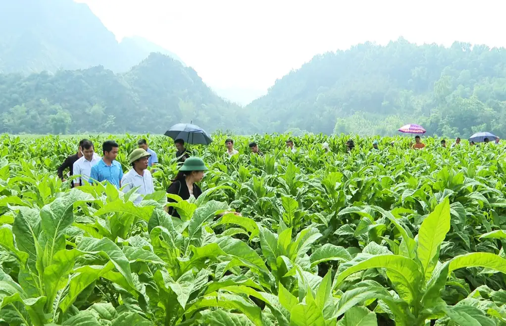 Những doanh nghiệp, hợp tác xã “đầu tàu” kết nối chuỗi giá trị nông sản