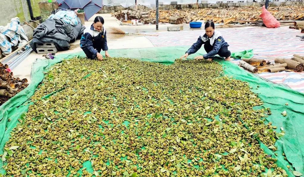 Những doanh nghiệp, hợp tác xã “đầu tàu” kết nối chuỗi giá trị nông sản