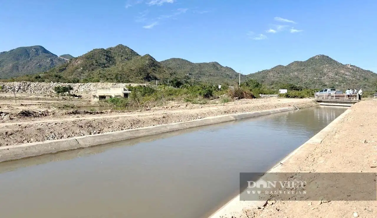 Nơi này ở Bình Thuận, nay là tỉnh Lâm Đồng từng ví là “đất chết”, sau vụ vỡ hồ chứa, bất ngờ cánh đồng lúa đẹp thế