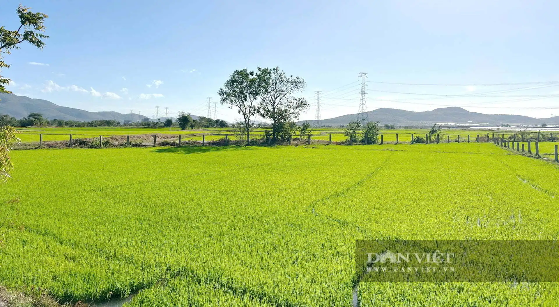 Nơi này ở Bình Thuận, nay là tỉnh Lâm Đồng từng ví là “đất chết”, sau vụ vỡ hồ chứa, bất ngờ cánh đồng lúa đẹp thế