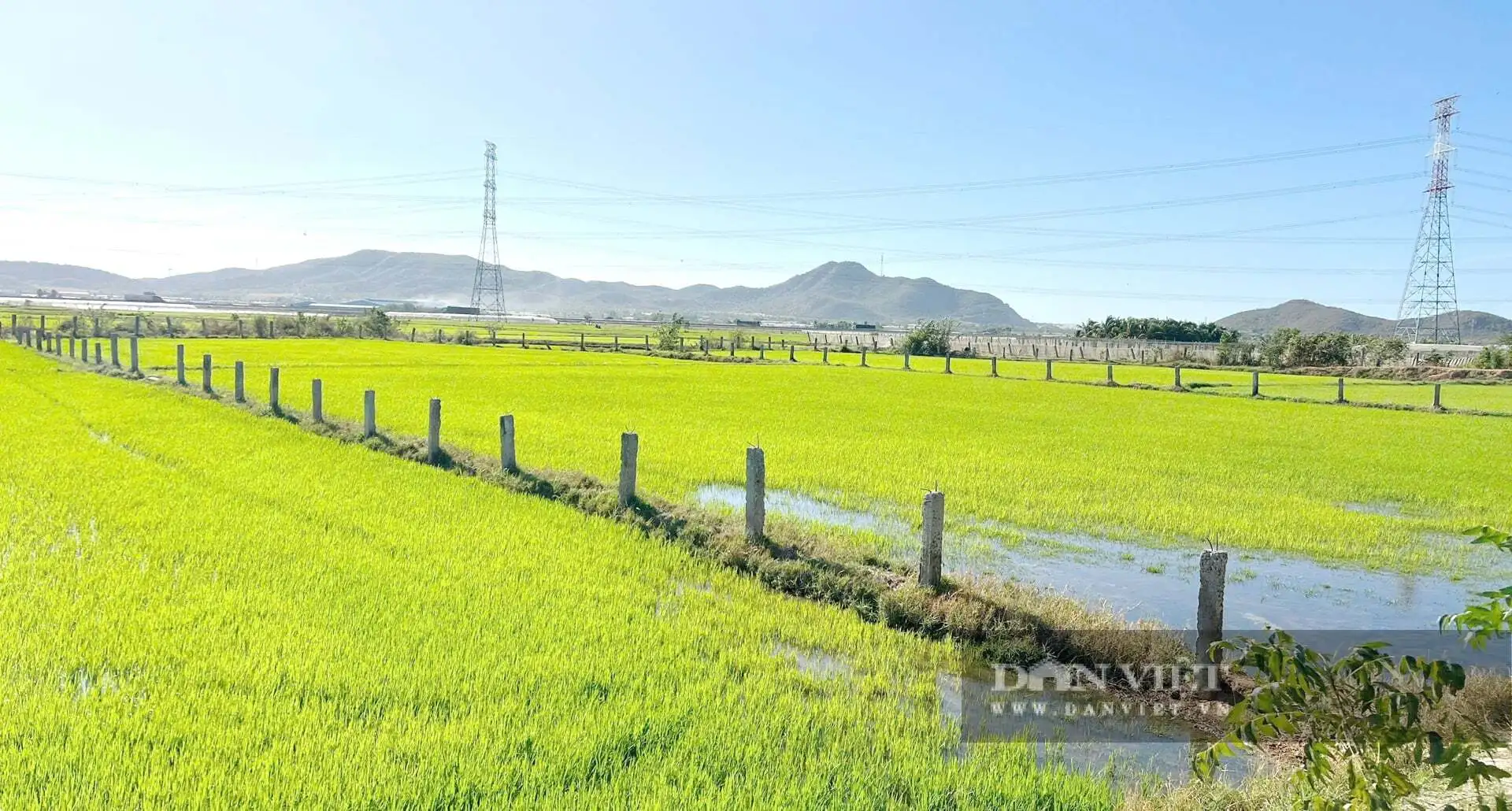Nơi này ở Bình Thuận, nay là tỉnh Lâm Đồng từng ví là “đất chết”, sau vụ vỡ hồ chứa, bất ngờ cánh đồng lúa đẹp thế