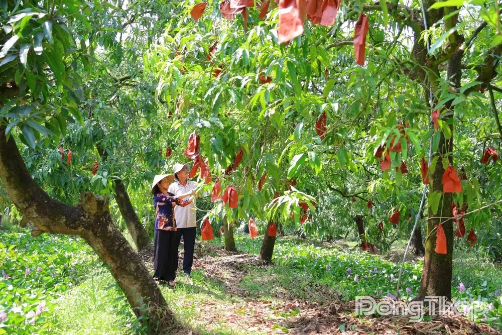 Nông nghiệp xanh là đòn bẩy tăng thu nhập
