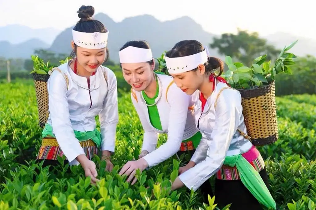 Nông Thôn Tây Bắc: Chè búp xanh Yên Thủy thu 200 triệu đồng/ha nhờ chuẩn OCOP 4 sao