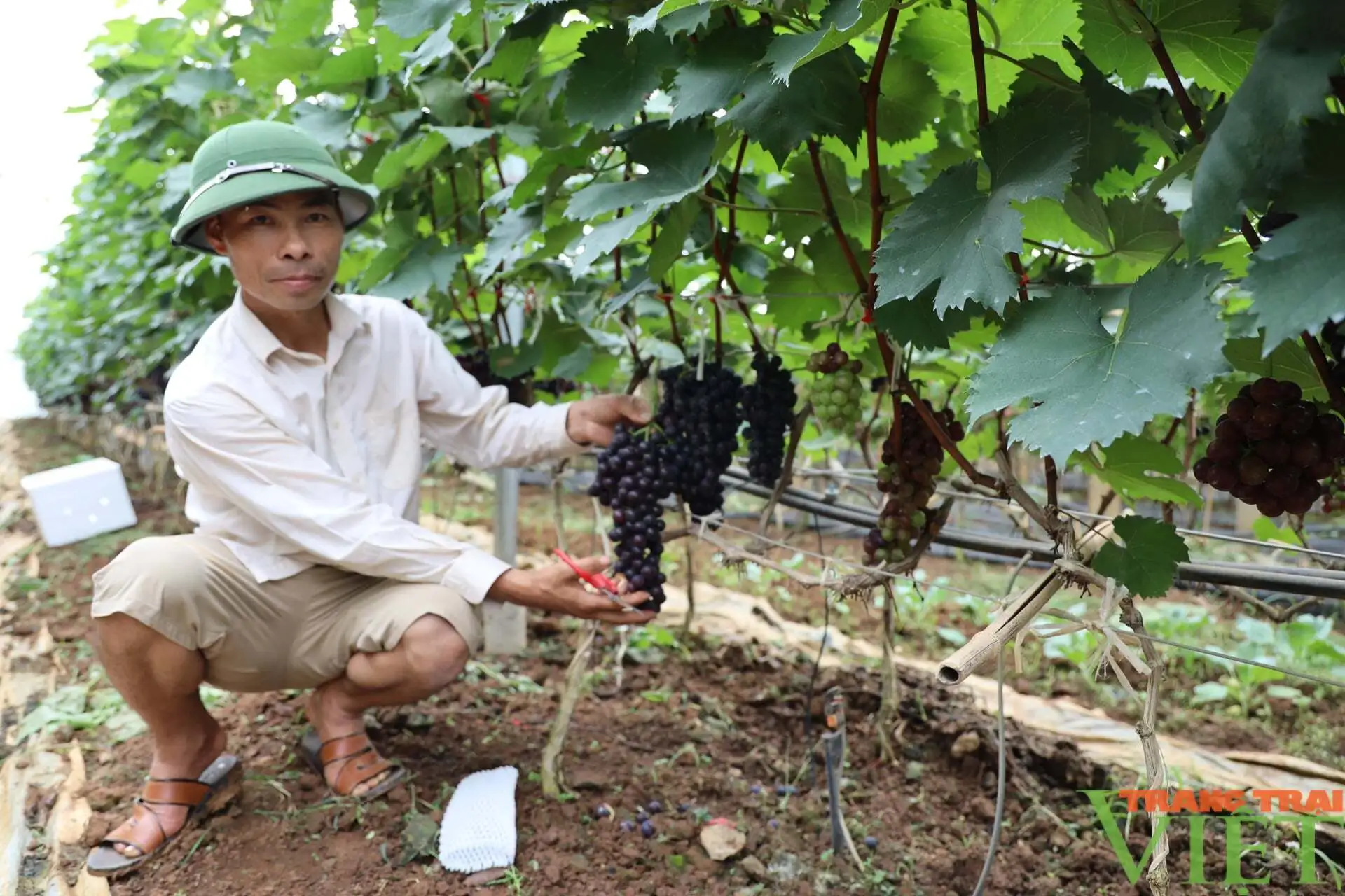 Nông thôn Tây Bắc: Người dân Sơn La đổi mới tư duy, đưa nông sản vươn xa