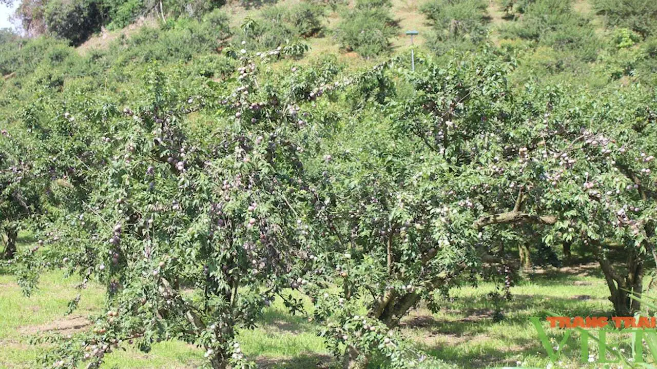 Nông thôn Tây Bắc: Người dân Sơn La đổi mới tư duy, đưa nông sản vươn xa