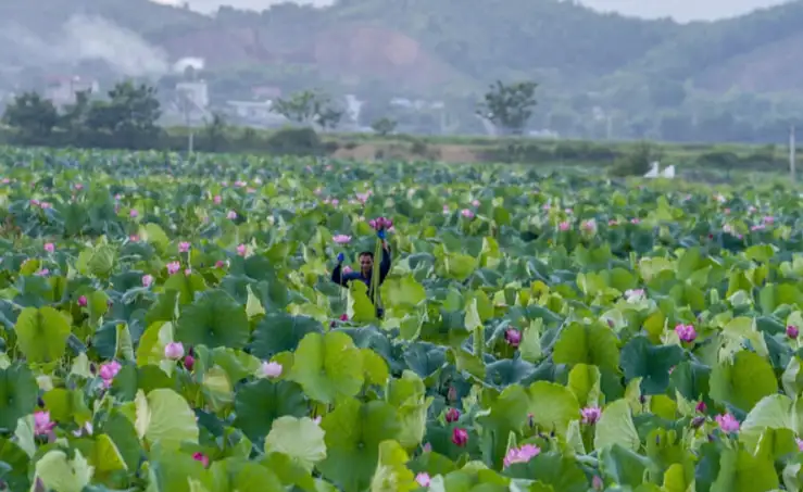 Chương trình OCOP – Động lực quan trọng thúc đẩy xây dựng nông thôn mới ở Nghệ An