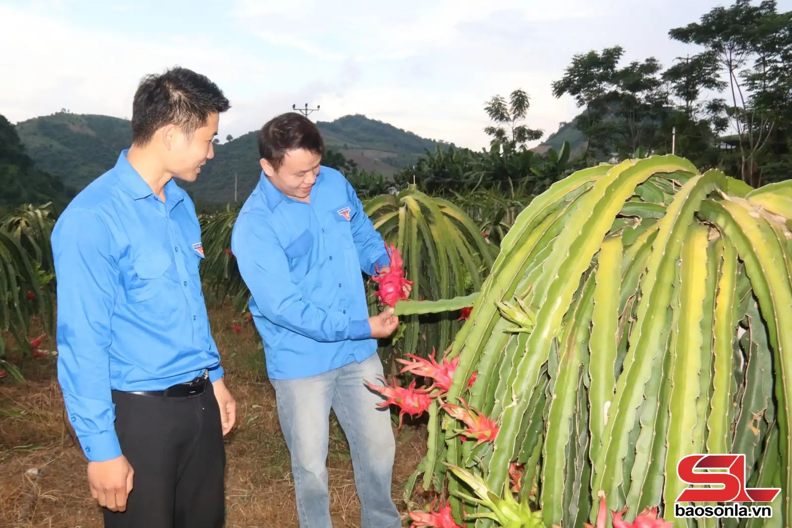 Phát huy vai trò thanh niên trong xây dựng nông thôn mới