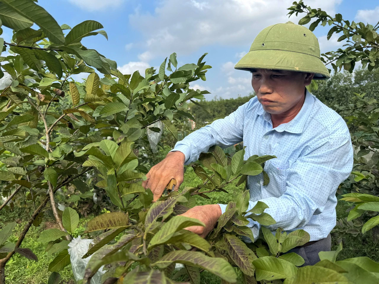 Phát triển kinh tế theo hướng bền vững