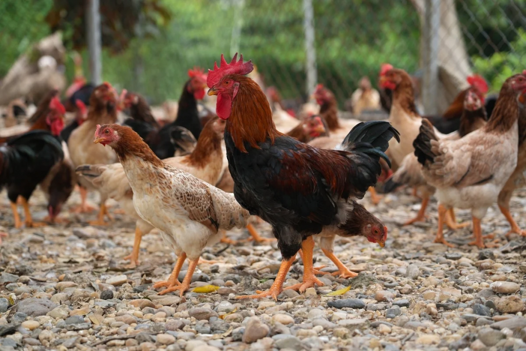 Sản phẩm Ocop: Cú hích cho kinh tế nông thôn và liên kết vùng