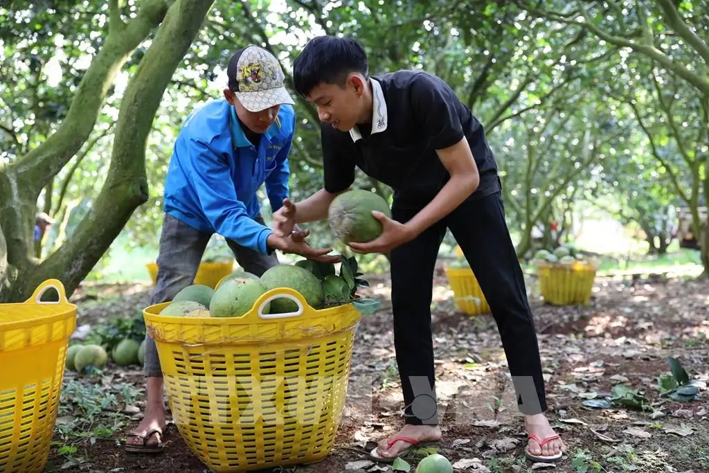 Sản phẩm OCOP TP. Hồ Chí Minh vào vụ Tết
