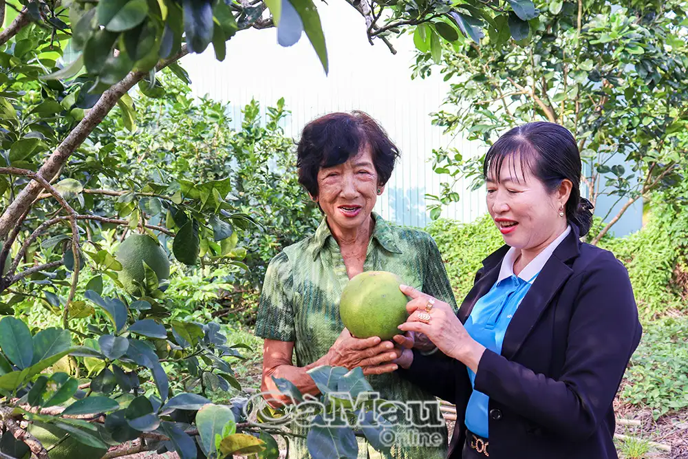 Sinh kế bền vững từ kinh tế tập thể