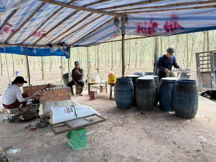 Sức mạnh’ cây cao su ở Trà Tân