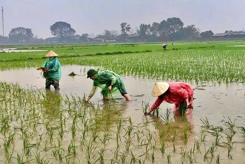Tam Sơn vào vụ xuân: Dấu ấn cán bộ sâu sát ruộng đồng