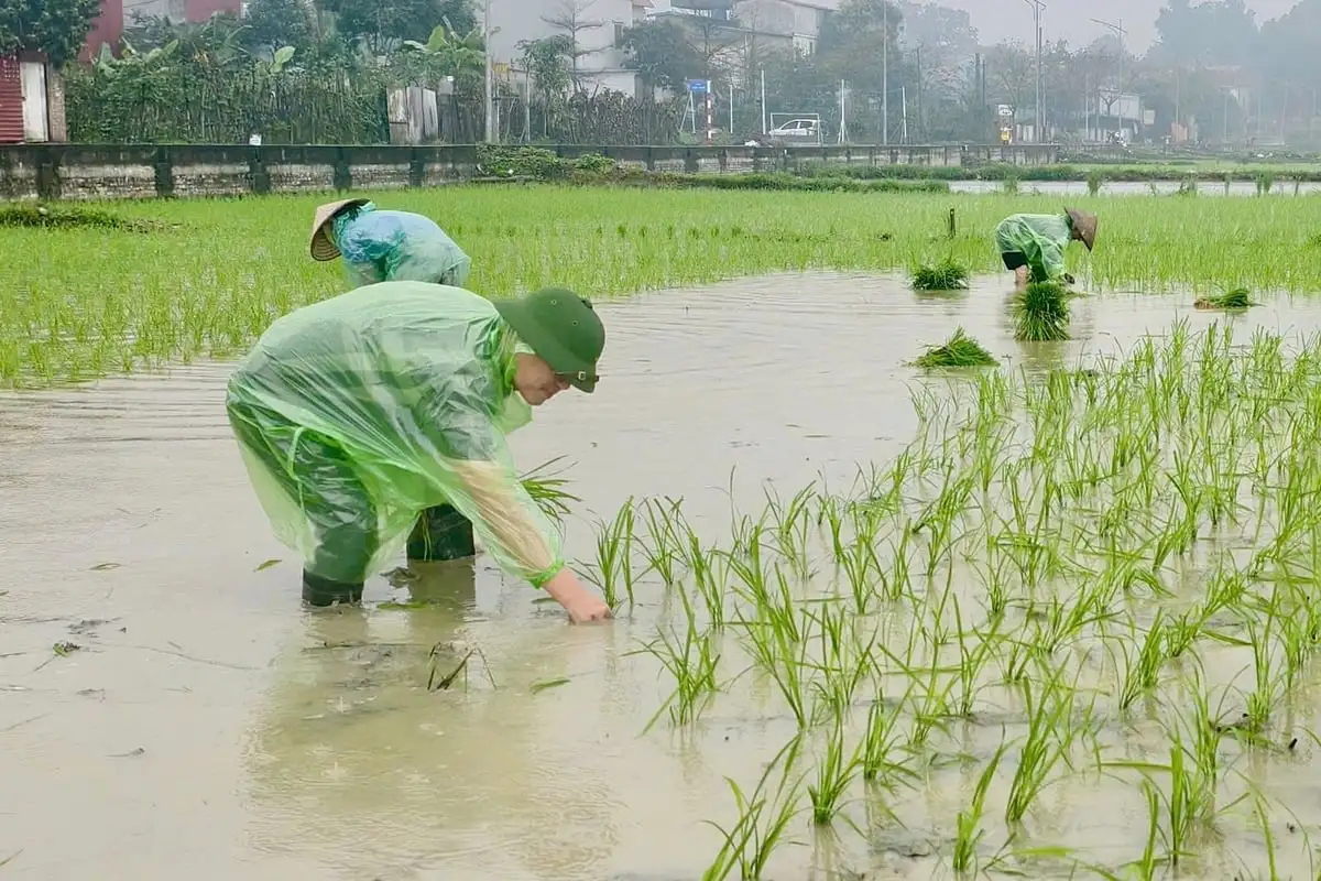 Tam Sơn vào vụ xuân: Dấu ấn cán bộ sâu sát ruộng đồng