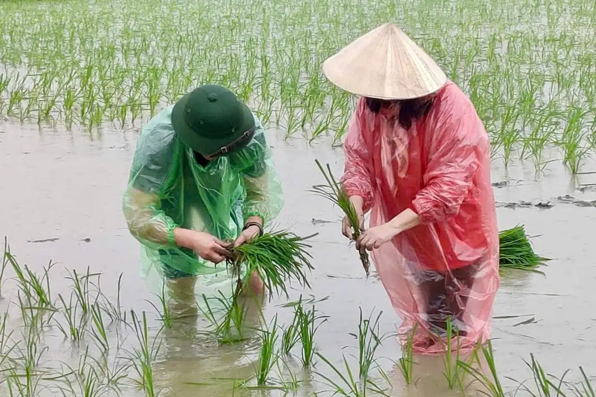 Tam Sơn vào vụ xuân: Dấu ấn cán bộ sâu sát ruộng đồng