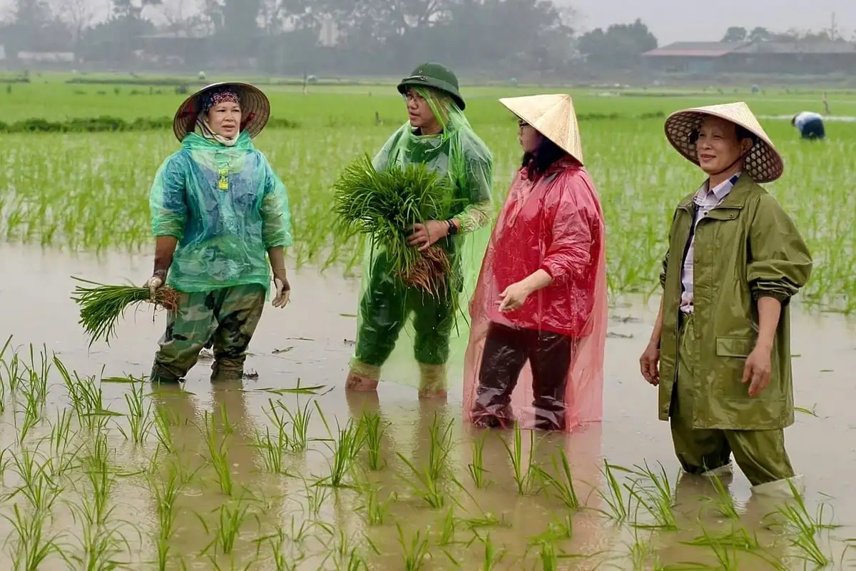 Tam Sơn vào vụ xuân: Dấu ấn cán bộ sâu sát ruộng đồng