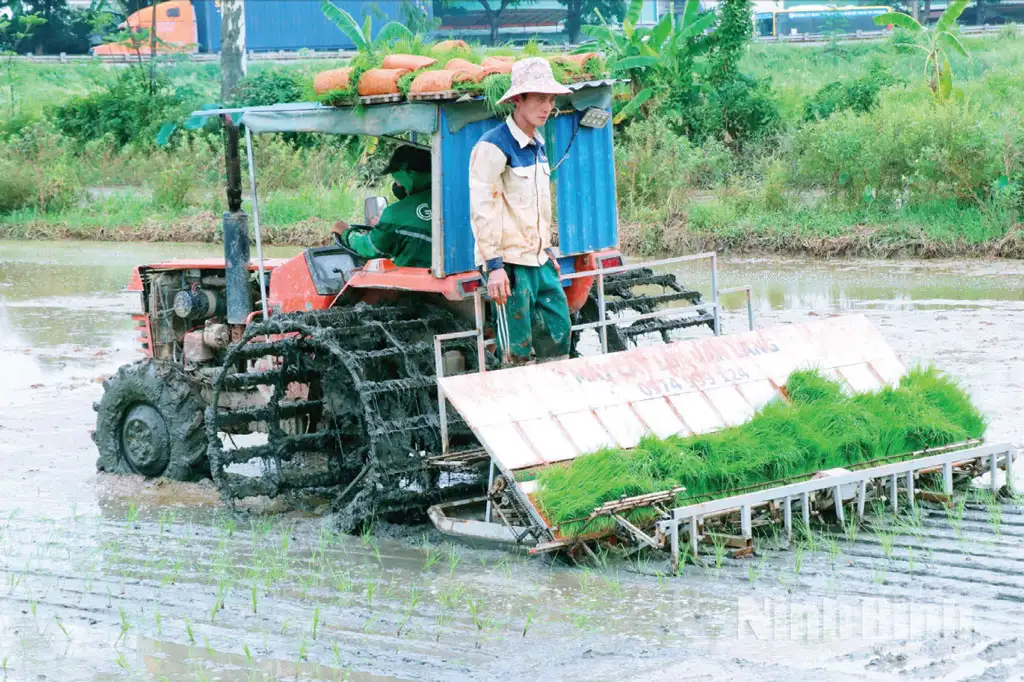 Tăng cường liên kết sản xuất lúa gạo theo chuỗi giá trị