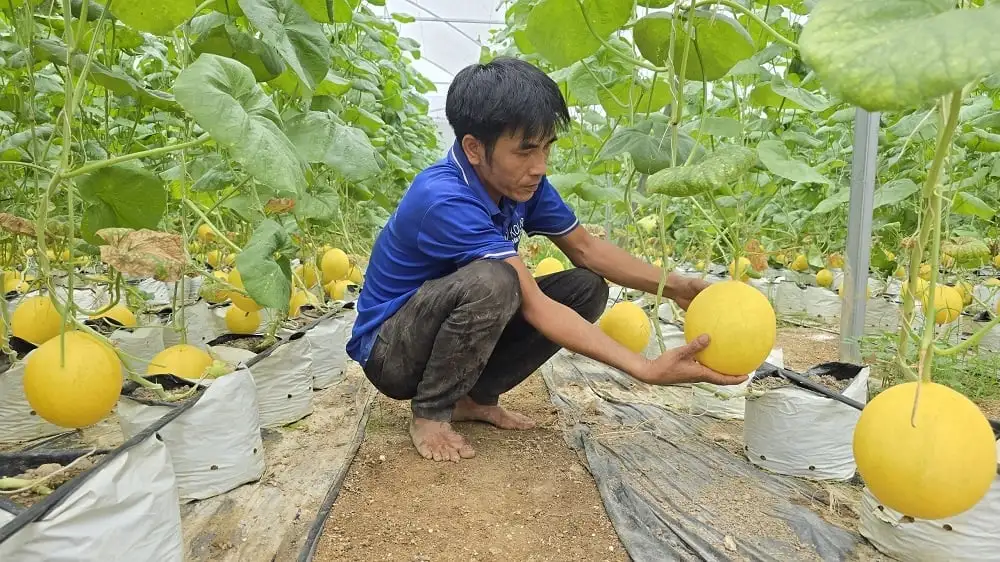 Thanh Hóa giữ vững vị trí thứ bảy toàn quốc số lượng sản phẩm OCOP