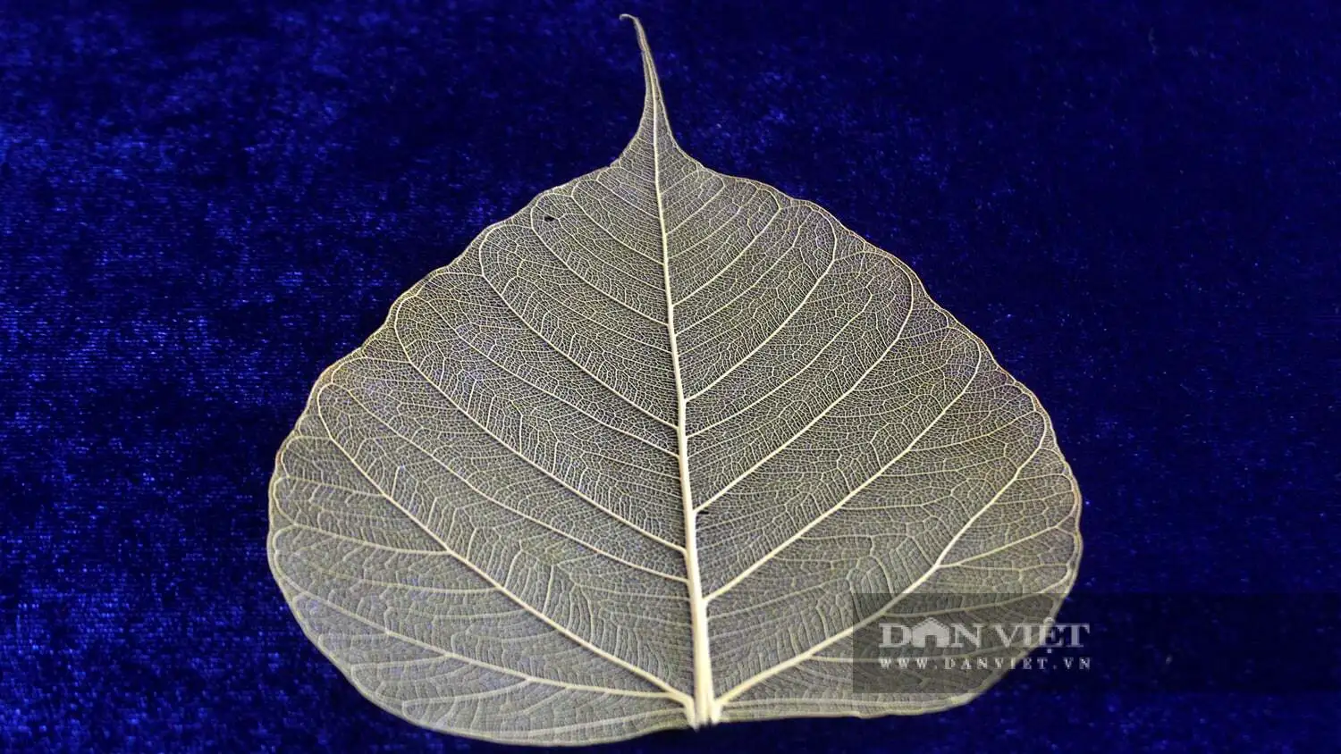 Thêu tranh trên lá bồ đề, người phụ nữ Đồng Nai đã có sản phẩm OCOP 3 sao