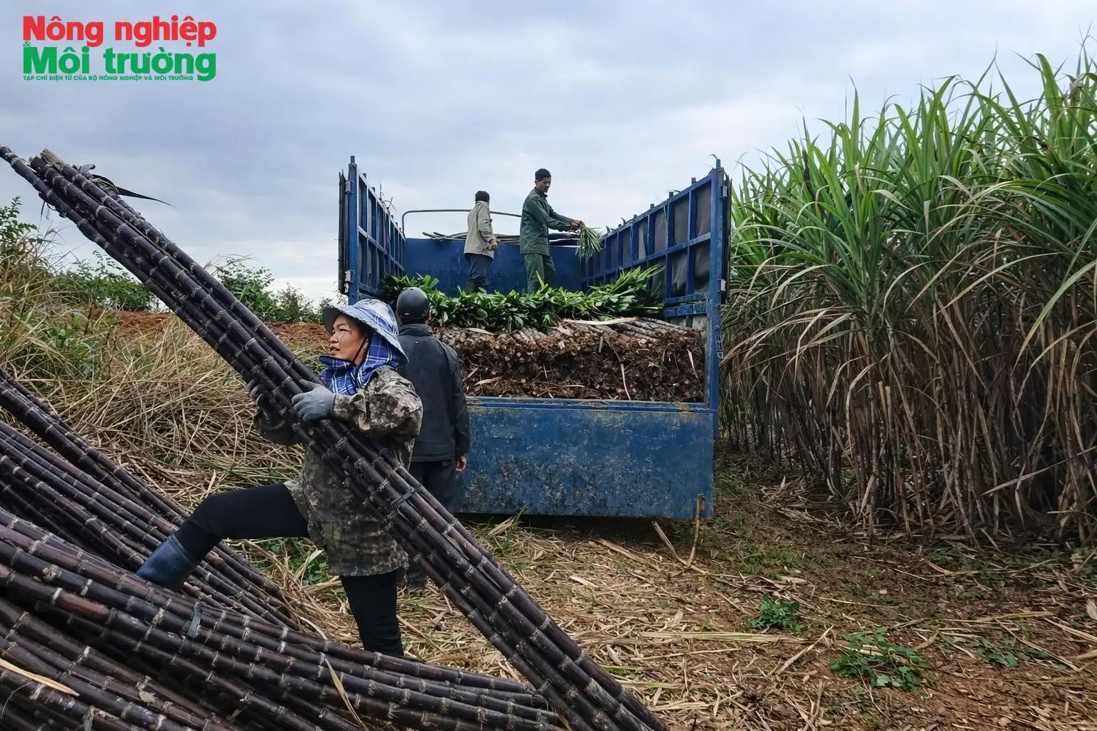 Tín hiệu tích cực từ vùng mía nguyên liệu xã Mường Bi trong niên vụ 2026