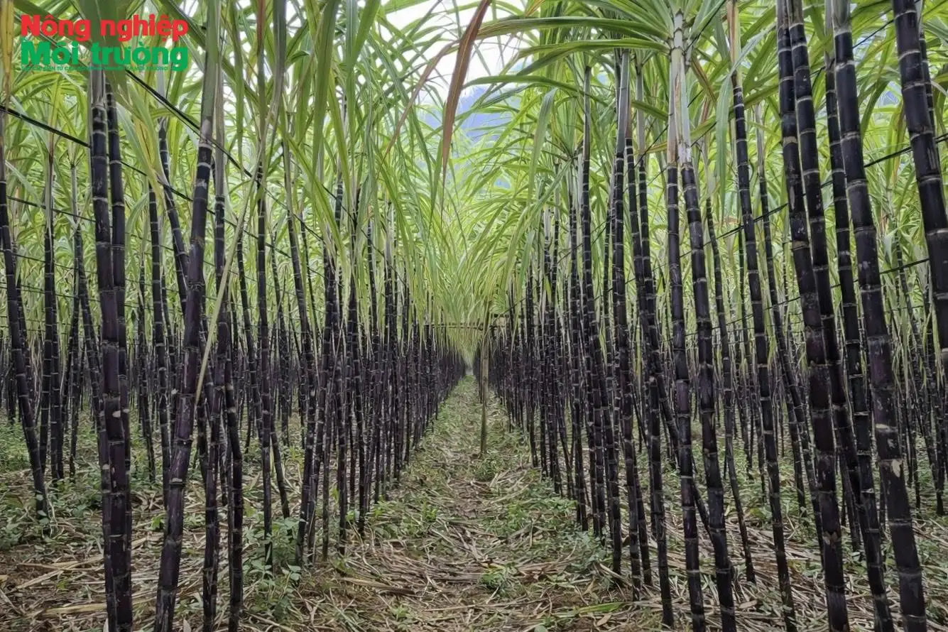 Tín hiệu tích cực từ vùng mía nguyên liệu xã Mường Bi trong niên vụ 2026