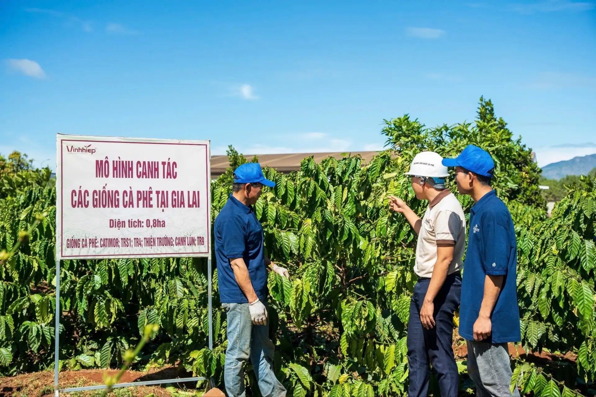 Trồng cà phê ứng dụng công nghệ số ở vùng đồng bào dân tộc thiểu số Việt Nam, câu hỏi bất ngờ này đến từ người dân
