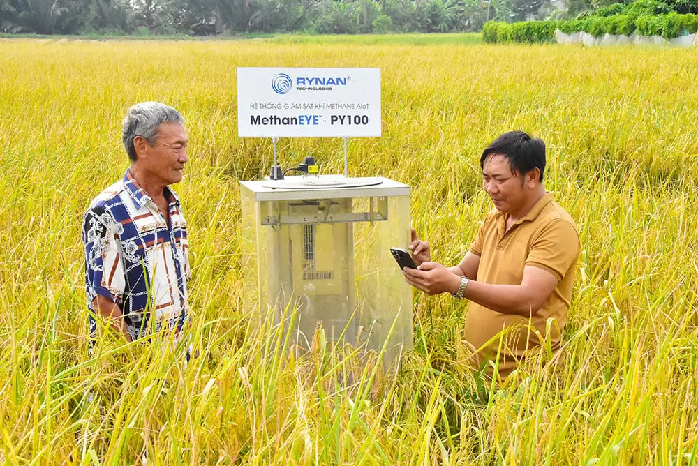 Trồng lúa trên cánh đồng thông minh ở tỉnh Vĩnh Long mới (gồm địa phận Trà Vinh, Bến Tre), lúa tốt, nông dân nhàn hơn