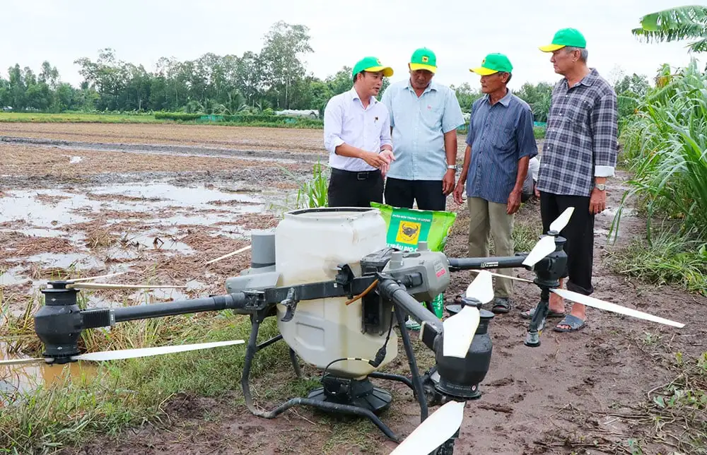 Trồng lúa trên cánh đồng thông minh ở tỉnh Vĩnh Long mới (gồm địa phận Trà Vinh, Bến Tre), lúa tốt, nông dân nhàn hơn
