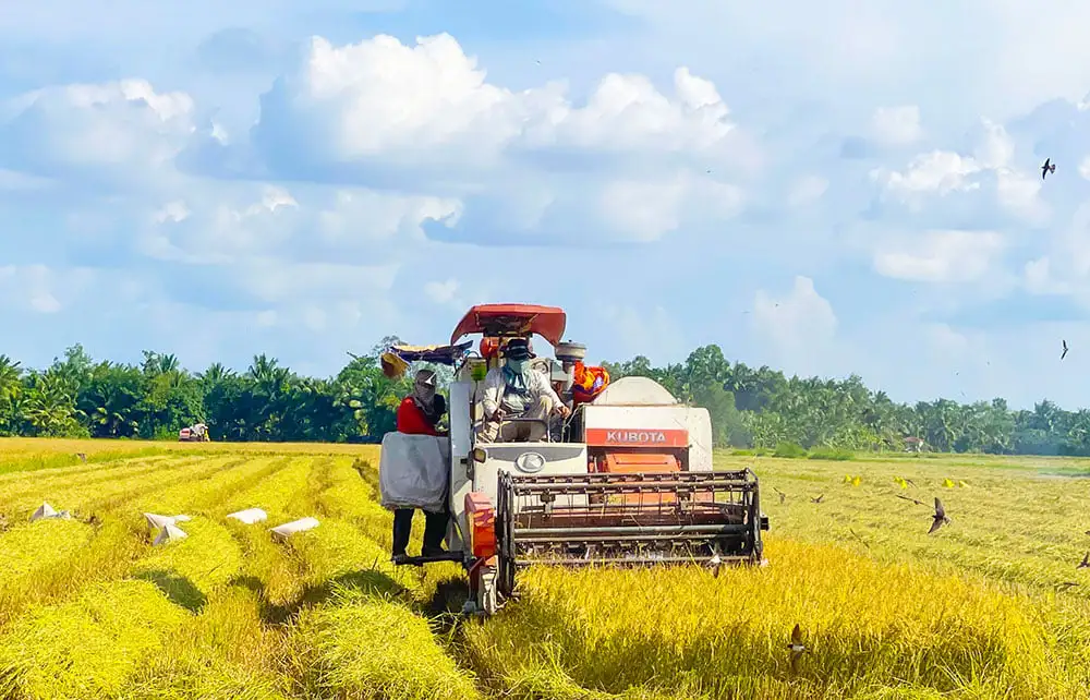 Trồng lúa trên cánh đồng thông minh ở tỉnh Vĩnh Long mới (gồm địa phận Trà Vinh, Bến Tre), lúa tốt, nông dân nhàn hơn