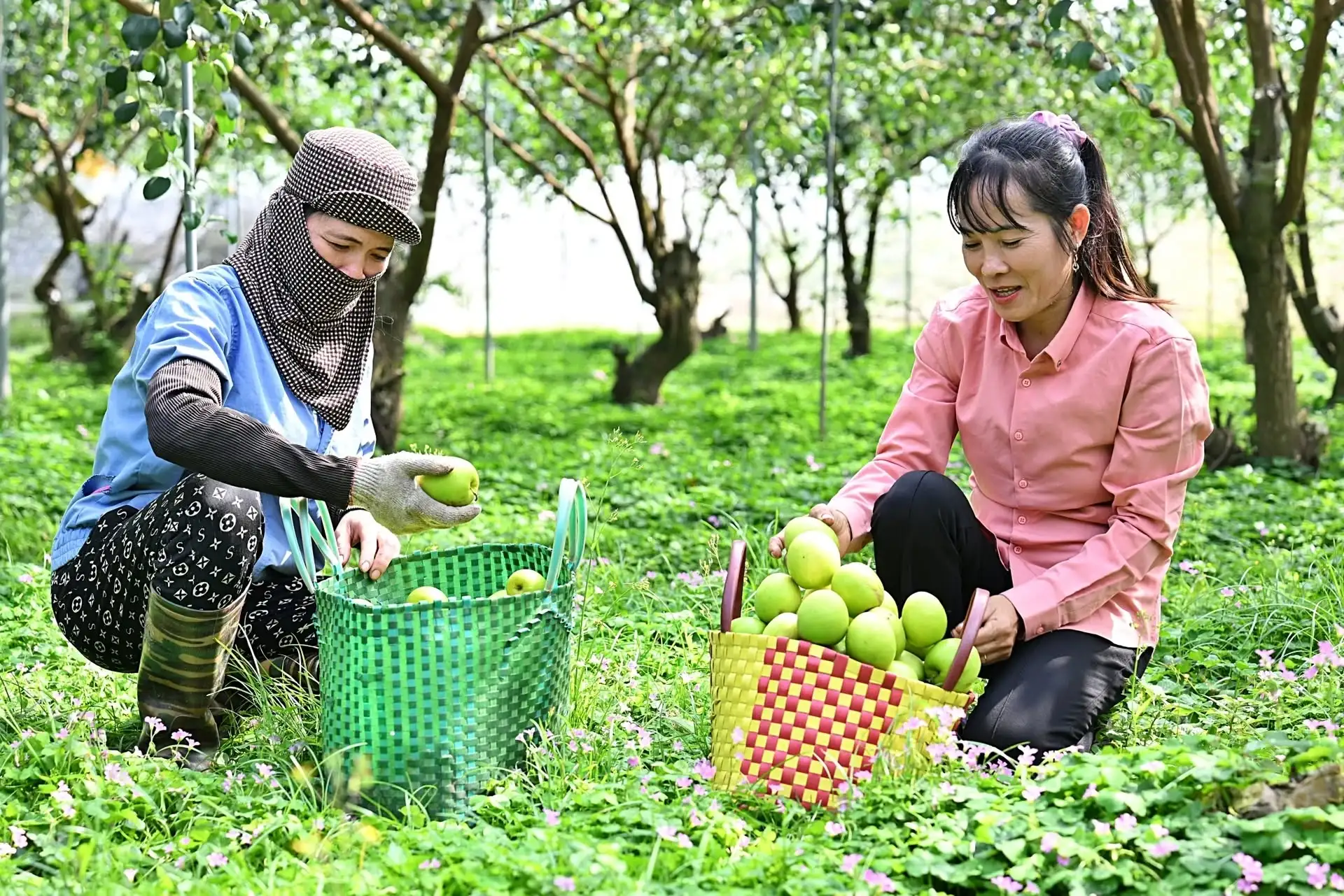 Trồng táo Đại Mật 06 cho doanh thu hàng tỷ đồng/ha với công nghệ nhà lưới thông minh