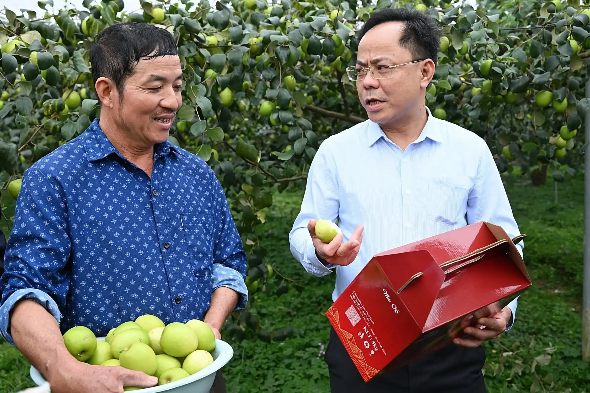 Trồng táo Đại Mật 06 cho doanh thu hàng tỷ đồng/ha với công nghệ nhà lưới thông minh