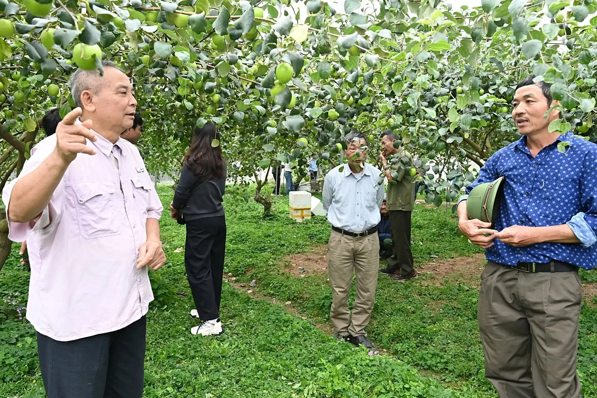 Trồng táo Đại Mật 06 cho doanh thu hàng tỷ đồng/ha với công nghệ nhà lưới thông minh