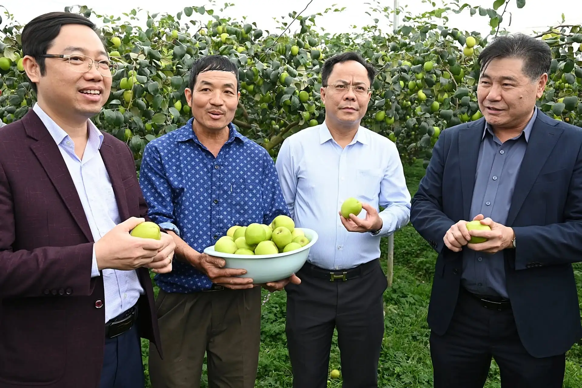 Trồng táo Đại Mật 06 cho doanh thu hàng tỷ đồng/ha với công nghệ nhà lưới thông minh