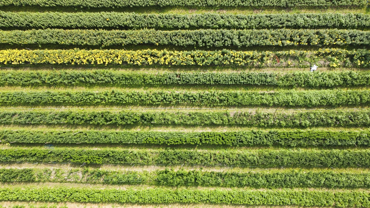 Từ ruộng đồng địa phương đến chuỗi giá trị nông nghiệp công nghệ cao