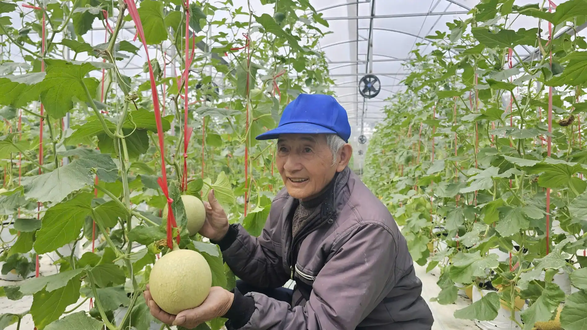 ‘U70’ vẫn đam mê nông nghiệp công nghệ cao