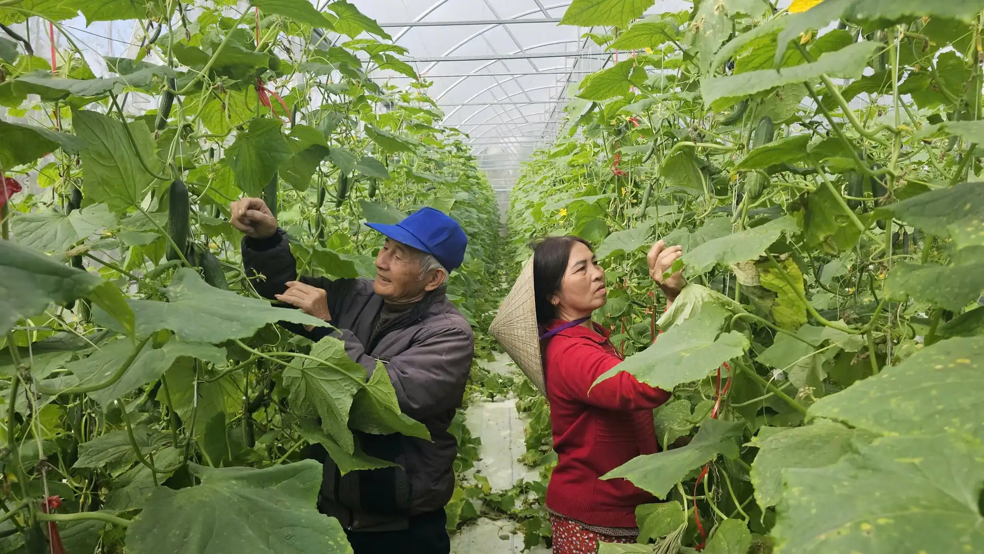 ‘U70’ vẫn đam mê nông nghiệp công nghệ cao