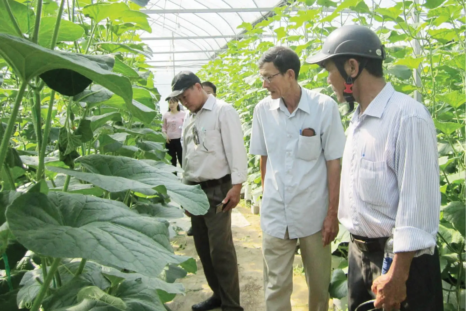 Ứng dụng công nghệ cao, phát triển nông nghiệp hiện đại