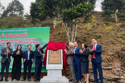 Ứng dụng khoa học, công nghệ trong sản xuất, kinh doanh chè