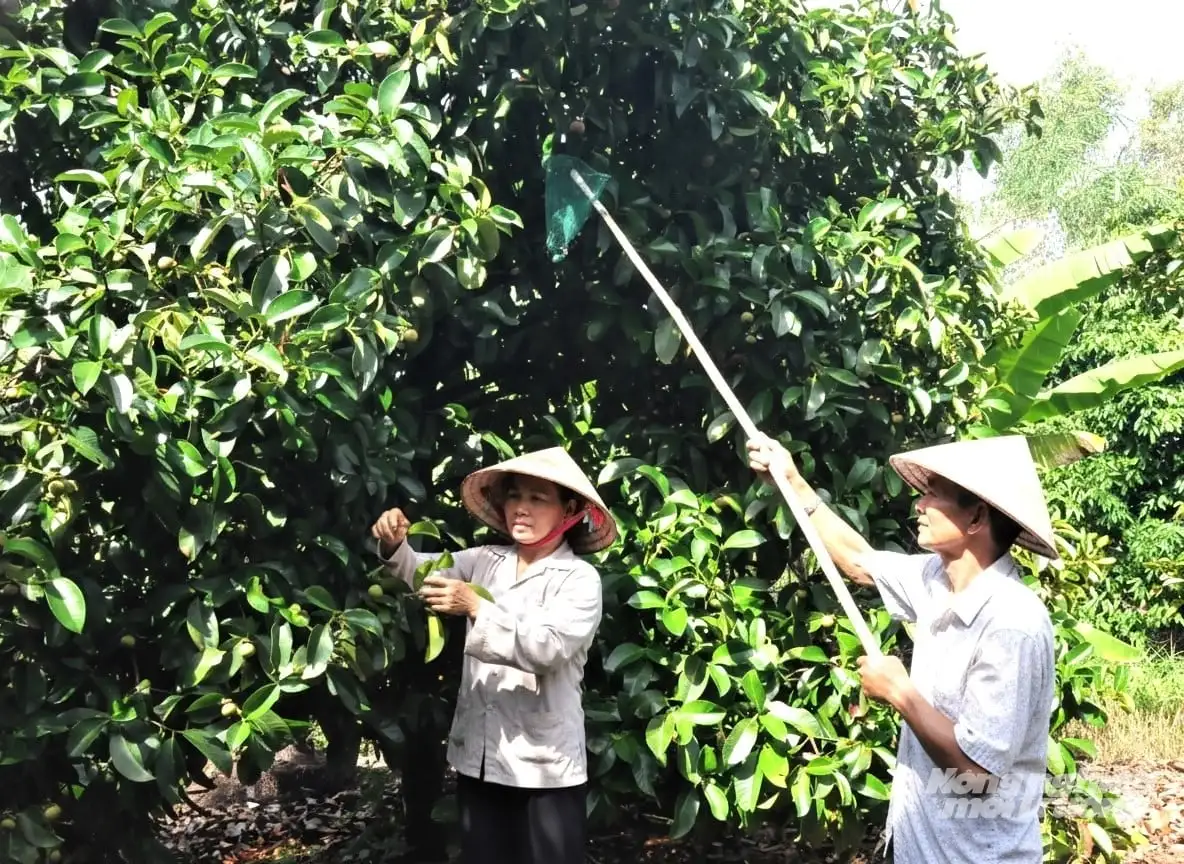 Vui xuân, đón Tết không quên ruộng vườn