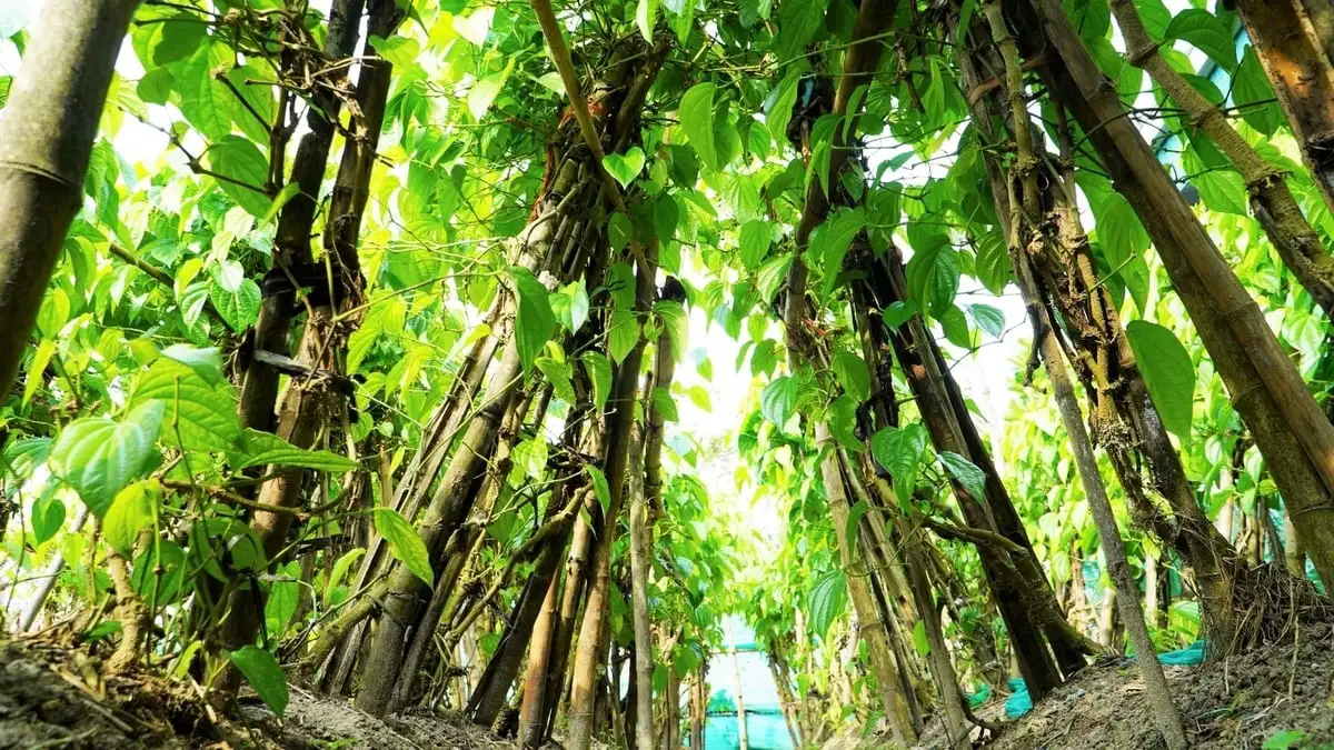 Xã có hơn 300 hộ trồng trầu, tiền rủng rỉnh quanh năm