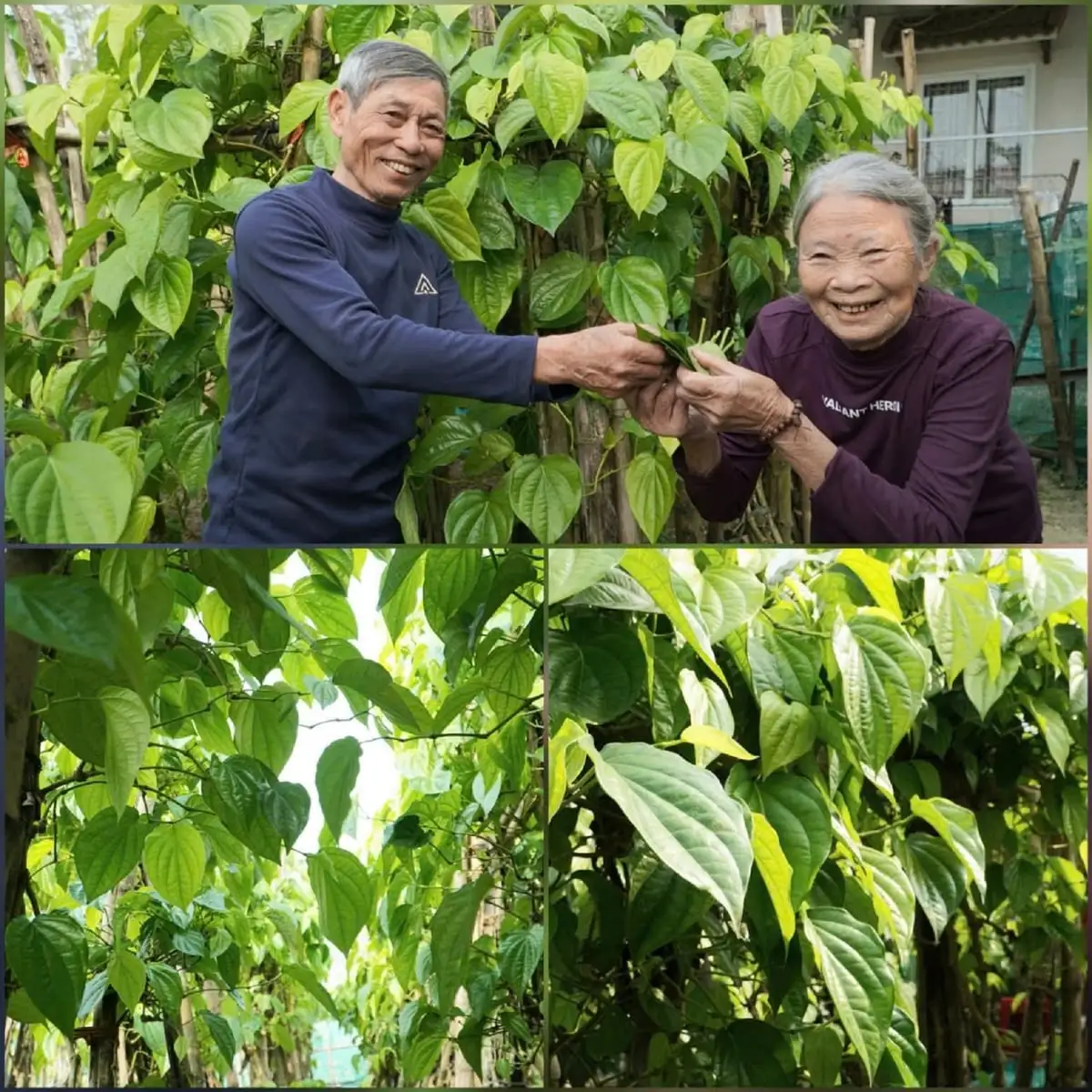 Xã có hơn 300 hộ trồng trầu, tiền rủng rỉnh quanh năm