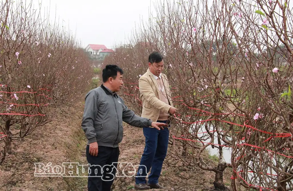 Xã Tiên Hưng, tỉnh Hưng Yên (địa phận Thái Bình trước đây), trồng hoa đồng tiền to bự, loại cây cảnh độc lạ 4 sao OCOP