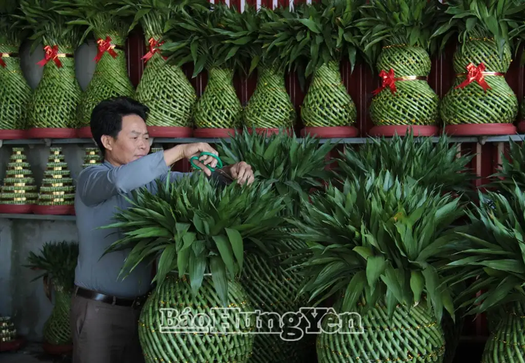 Xã Tiên Hưng, tỉnh Hưng Yên (địa phận Thái Bình trước đây), trồng hoa đồng tiền to bự, loại cây cảnh độc lạ 4 sao OCOP