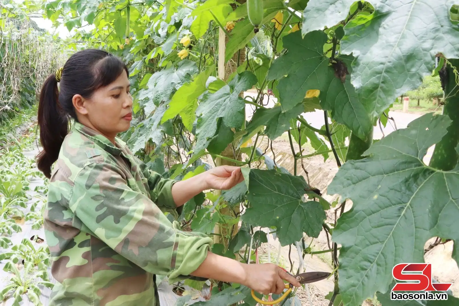 Xây dựng nông thôn mới ở Chiềng Mai