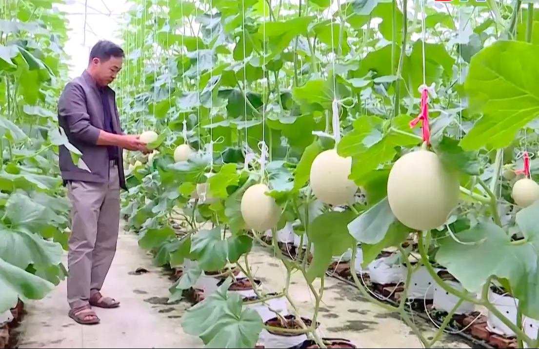 Bắc Ninh triển khai Chương trình OCOP năm 2026 theo hướng bền vững, nâng cao giá trị sản phẩm