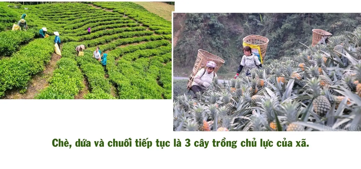 Bản Lầu phát triển nông nghiệp gắn với giảm nghèo bền vững