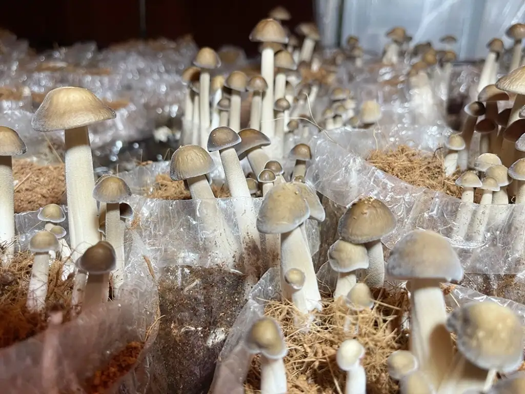 Biến rơm rạ thành “vàng”: Nữ giám đốc HTX thu 20 tấn nấm mỗi năm